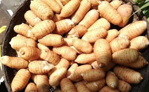 室內種出 野 天麻,兩平方米的天麻竟能掙3000塊錢