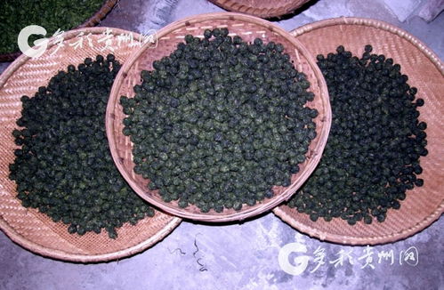 多彩貴州網(wǎng) 小小銀球茶 帶動(dòng)雷山縣農(nóng)民脫貧致富