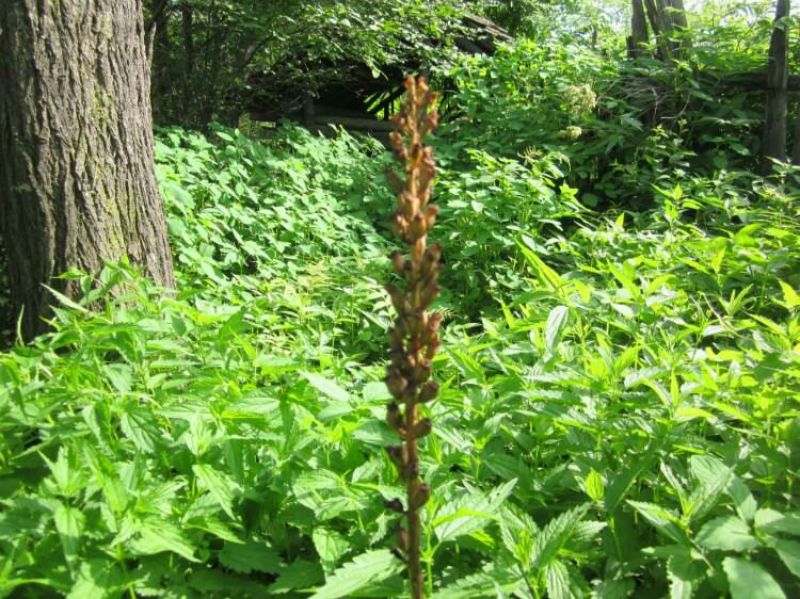 天麻:與自然共生的神奇植物