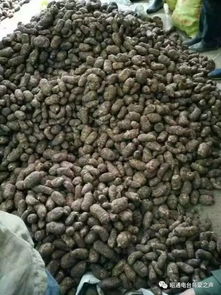 彝鄉寶藏 天麻之外，還有這些生態饋贈值得品味