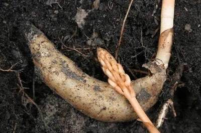 天麻 野生藥材中的“騷”香傳奇