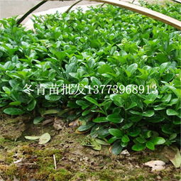 一站式采購指南 綠化苗木冬青樹苗批發與市場行情解析