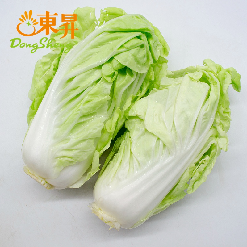 東升黃芽白 廣州農(nóng)場(chǎng)直供的新鮮優(yōu)質(zhì)大白菜