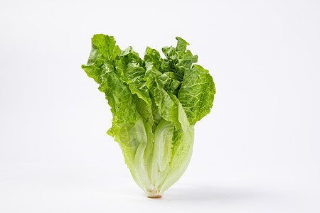 綠意盎然的生命起點(diǎn) 蔬菜白底苗木的培育與價(jià)值